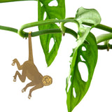 Spider Monkey Plant Animal