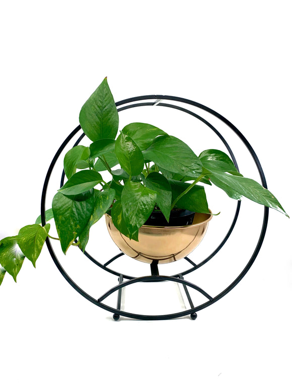 Modern Gold Plant Stand