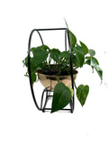 Modern Gold Plant Stand