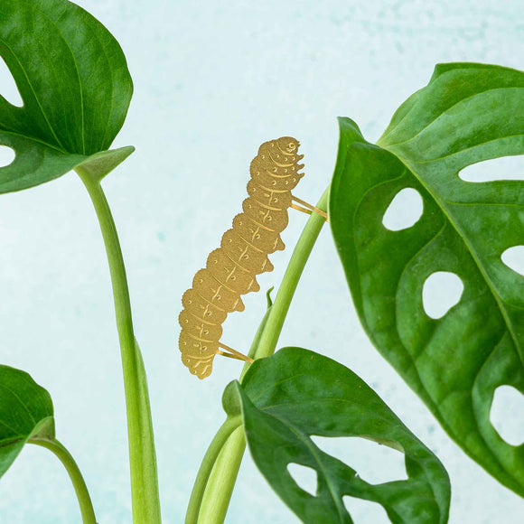 Plant Animal Caterpillar Plant Accessory