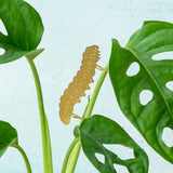Plant Animal Caterpillar Plant Accessory