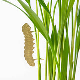 Plant Animal Caterpillar Plant Accessory